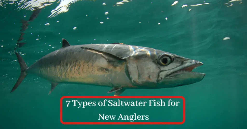 Types of Saltwater fish