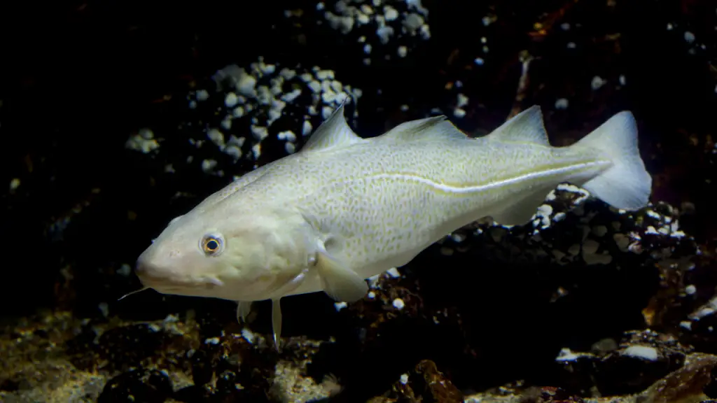 Types of Saltwater fish