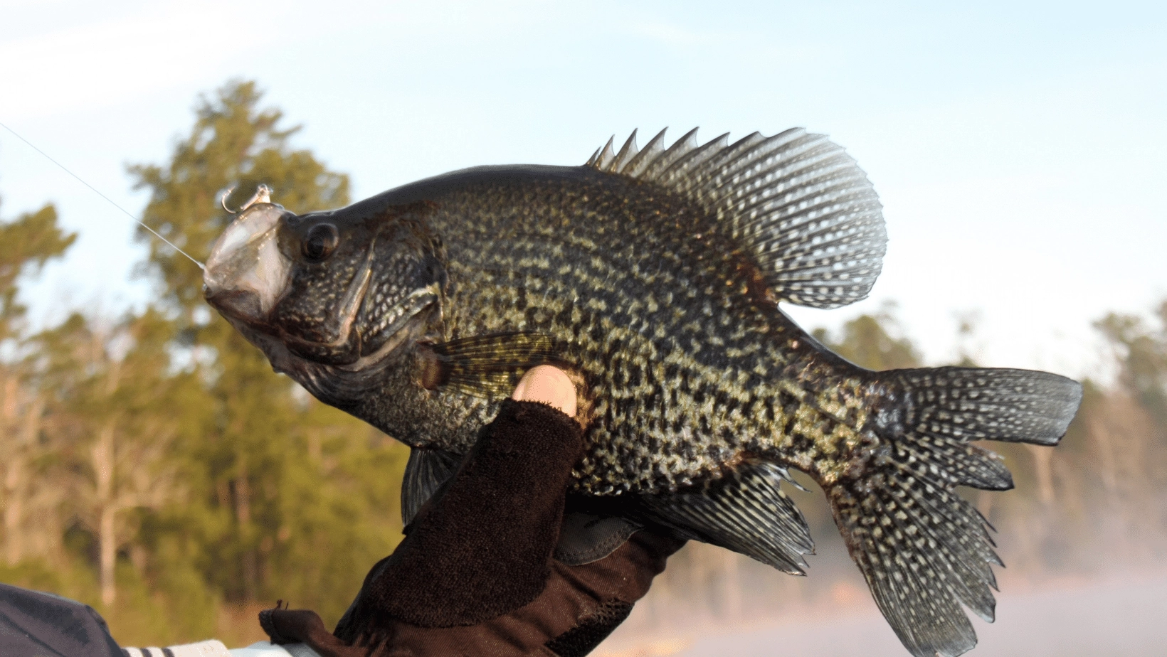 The 5 Best Crappie Rods In 2024 A Fellow Fisherman