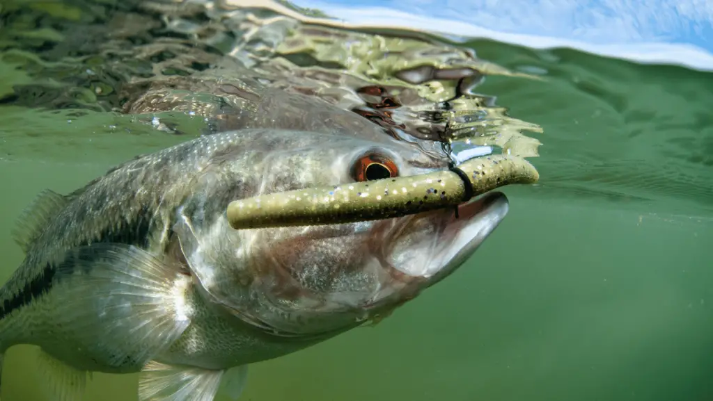  ultralight fishing rods for bass