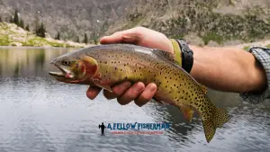 how to keep trout fresh after catching