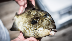 Are Triggerfish Good to Eat - cover photo