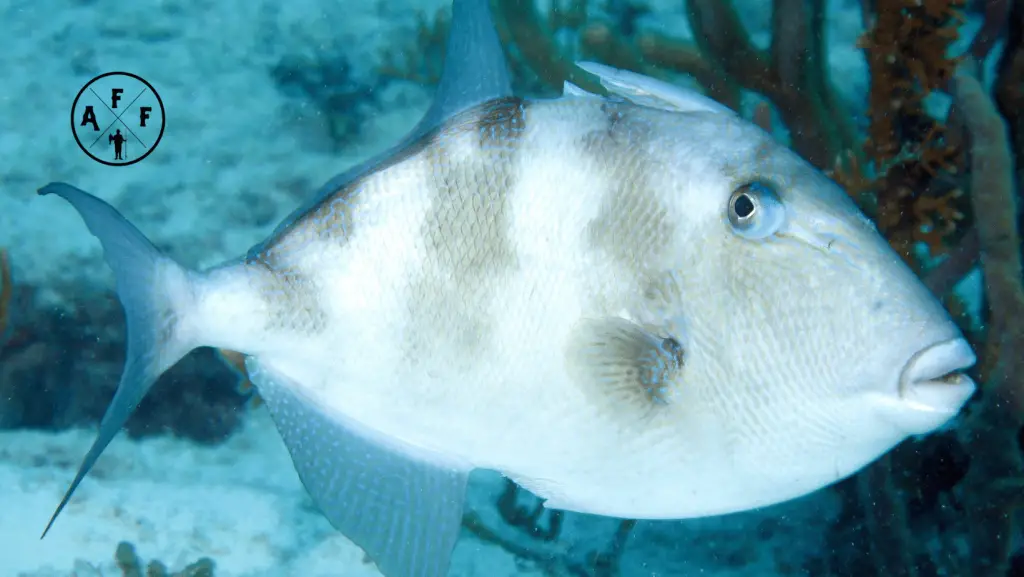 Triggerfish swimming near reef