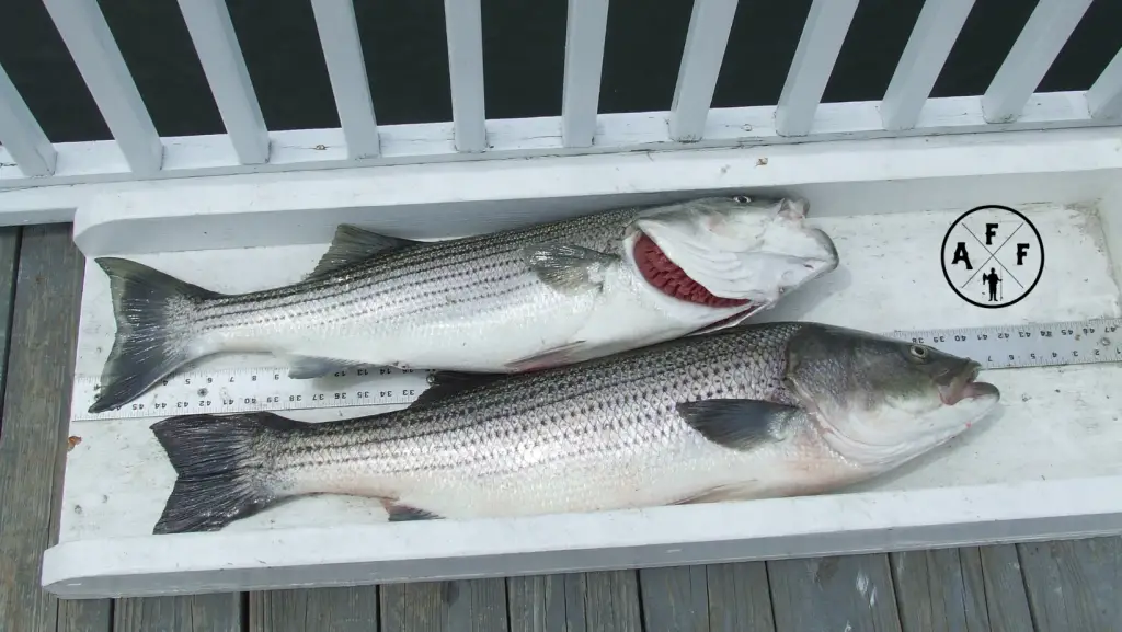 Two Striped Bass Being Measured