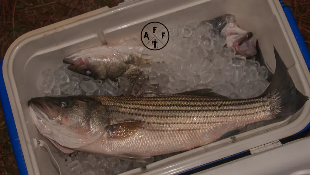 Two Striped Bass in a cooler on ice