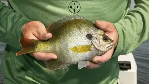 Are Bluegills good to eat cover photo