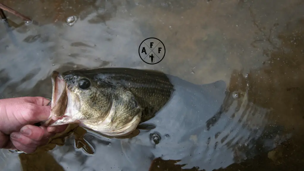 Are largemouth bass good to eat cover photo