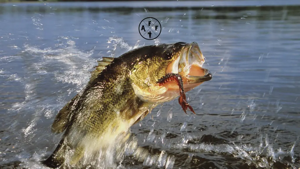 Largemouth Bass Jumping out of water