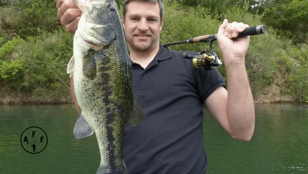 Largemouth bass caught with spinning reel