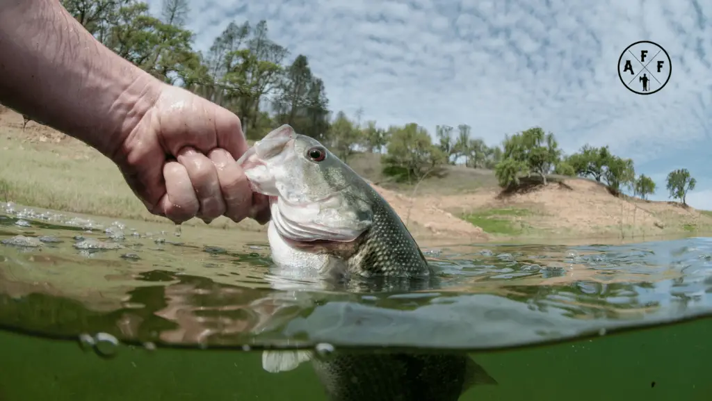 Man's arm holding largemouth bass in water