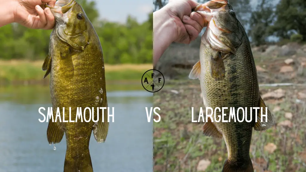 Smallmouth vs. Largemouth Bass