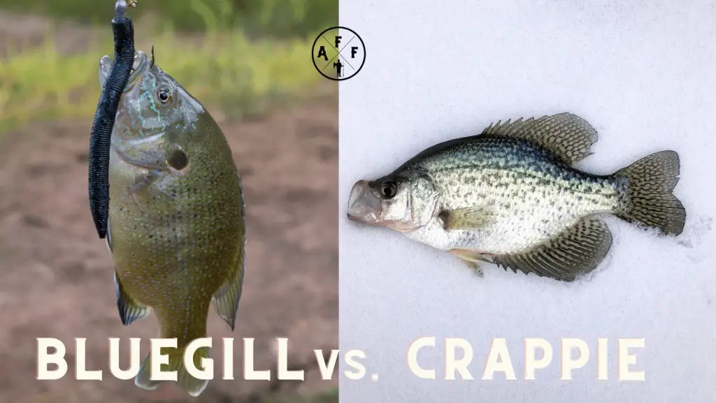 Crappie vs. Bluegill
