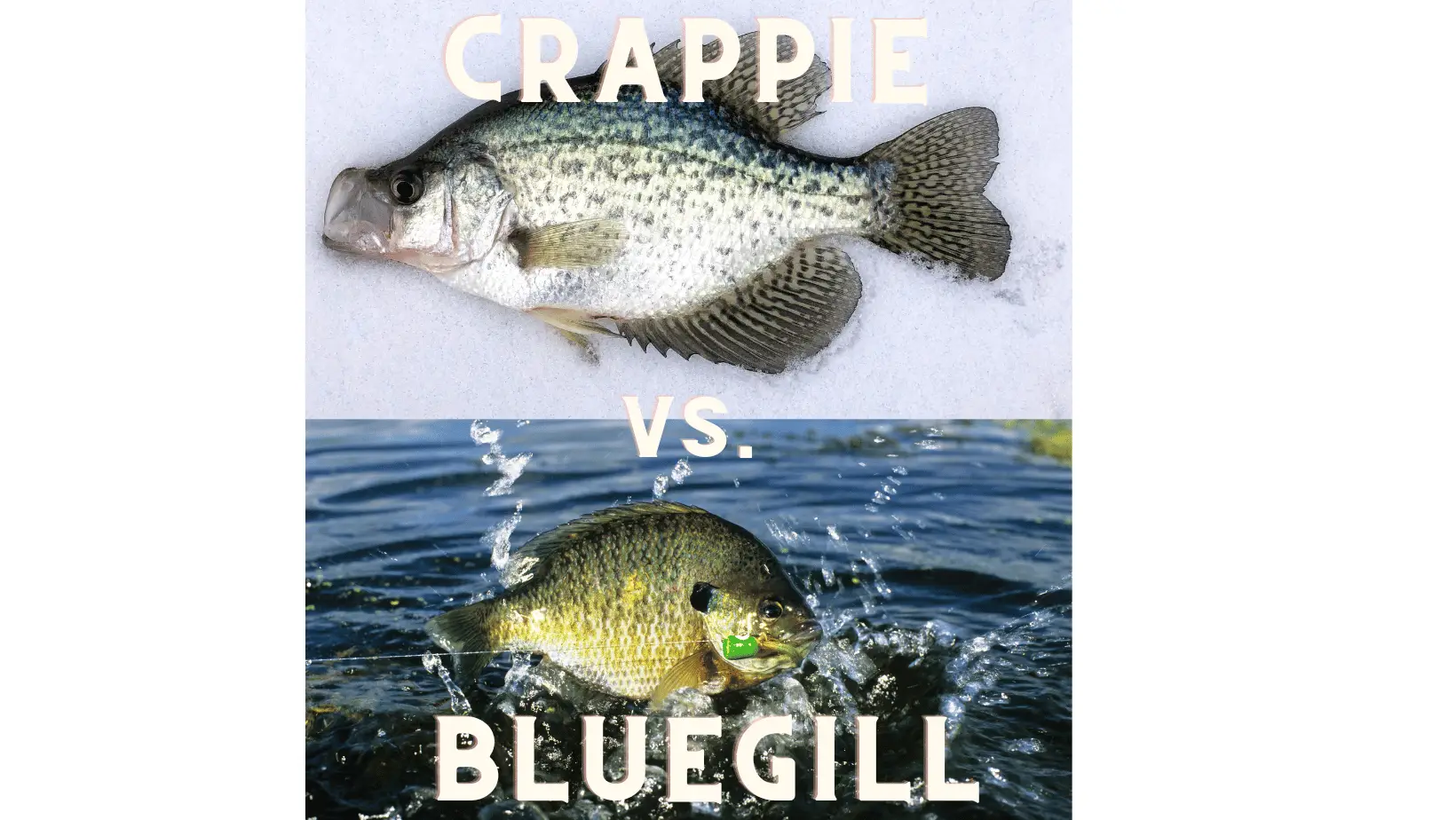 Crappie vs. Bluegill cover