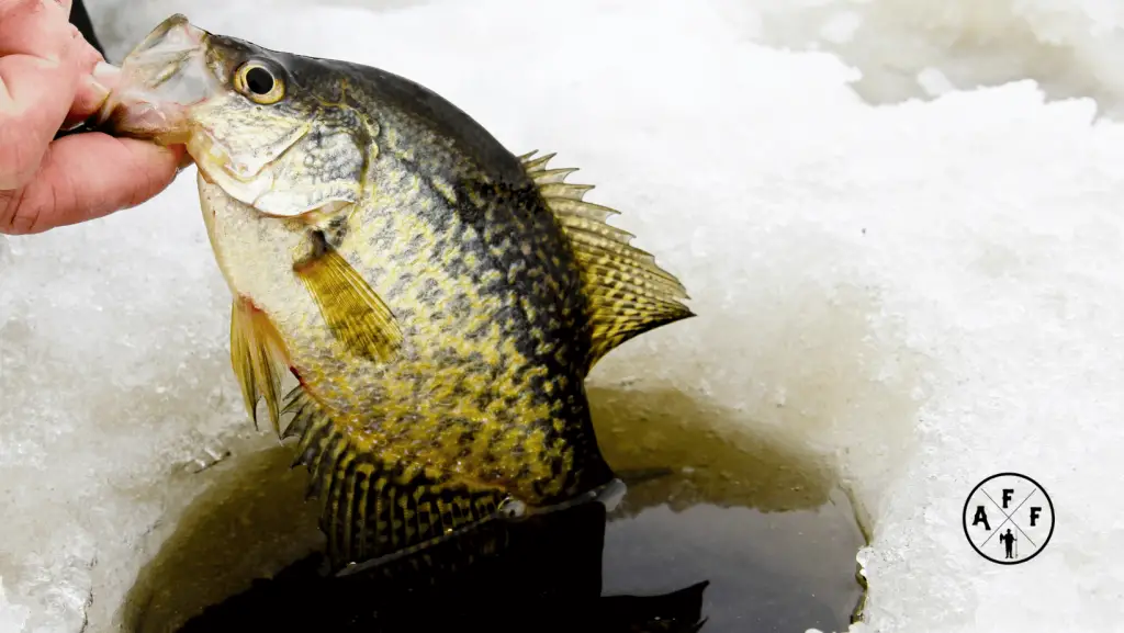 Ice fishing for crappie