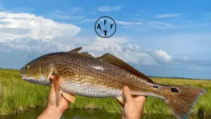 Are redfish good to eat