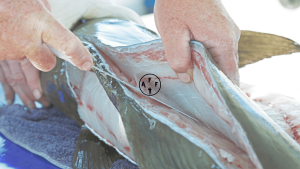 is cobia good to eat