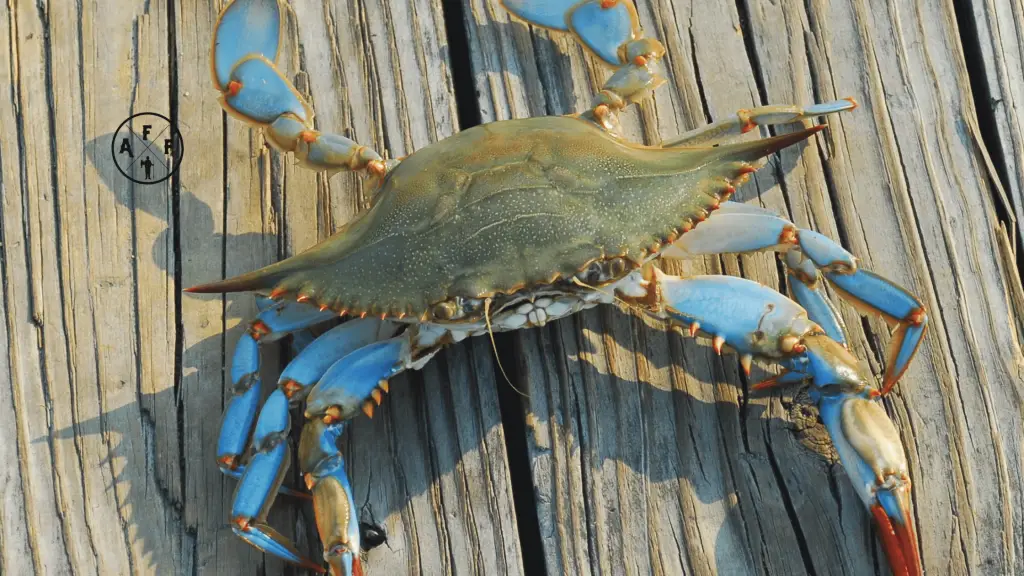 blue crab on dock