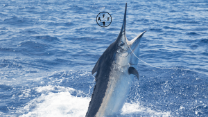 are blue marlin good to eat