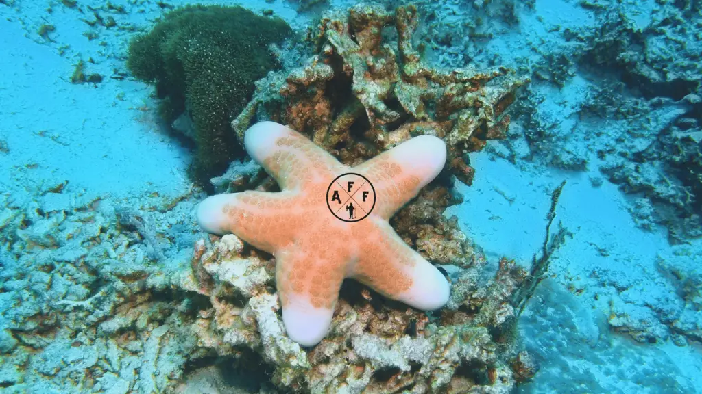 can you eat a starfish