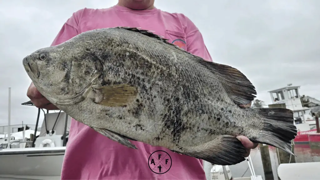 are tripletail fish good to eat