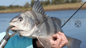 are black drum good to eat