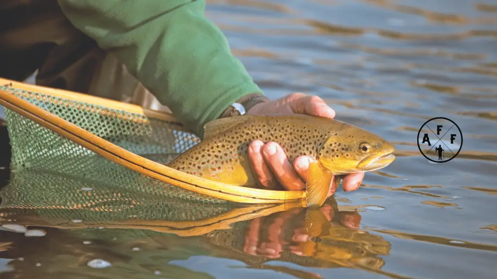 best lures for brown trout