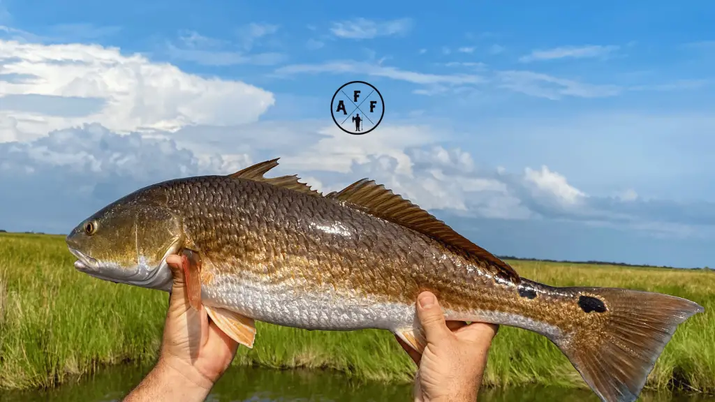 best lures for redfish