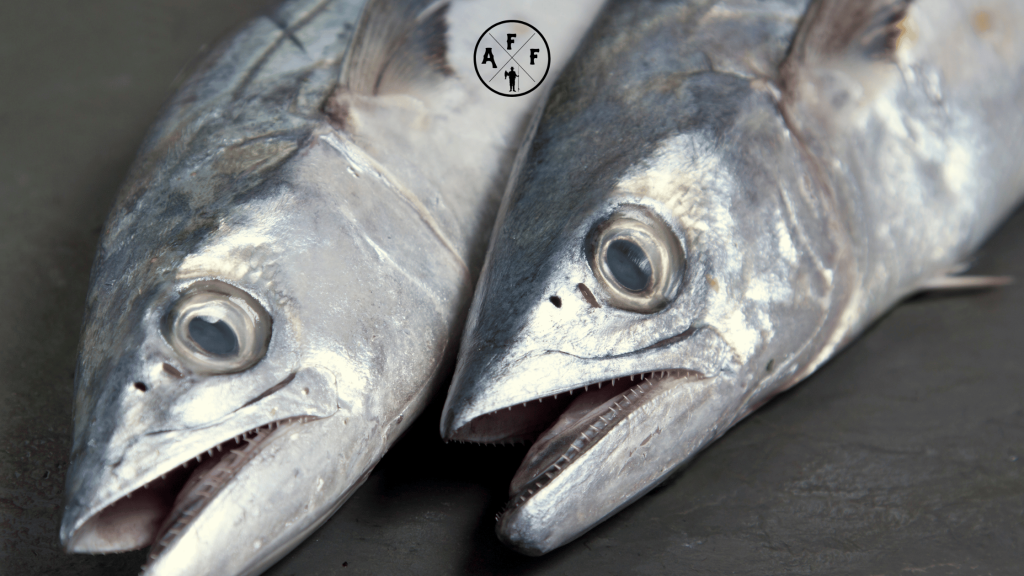 best lures for spanish mackerel
