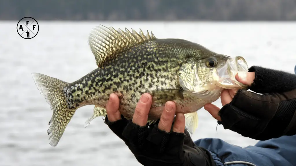 man holding crappie in hands